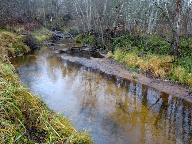 Un pequeño río salvaje con árboles caídos y muchas rocas. Un pequeño río de truchas durante el otoño.