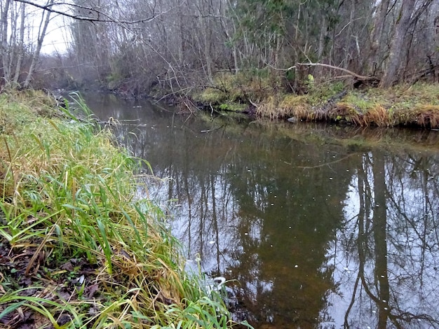 Un pequeño río salvaje con árboles caídos y muchas rocas. Un pequeño río de truchas durante el otoño.