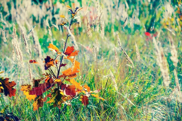 Pequeño roble con hojas de naranja en el bosque en otoño