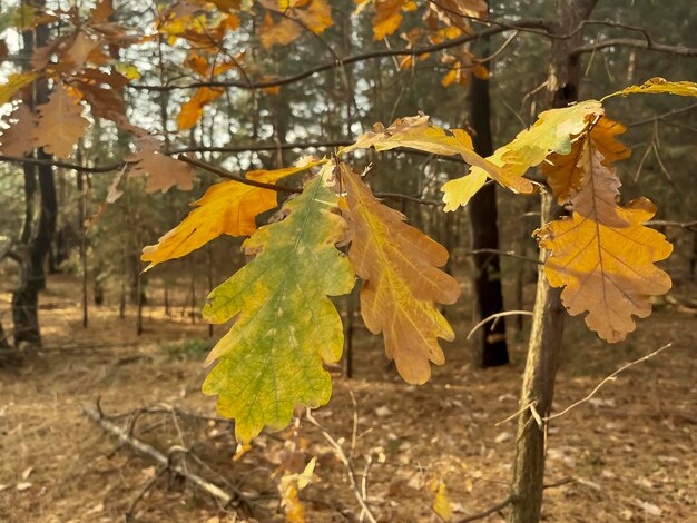 Foto un pequeño roble en otoño en el bosque hojas de roble de otoño de cerca el sol brilla en las hojas del roble hojas de boble de otoños y la luz del sol