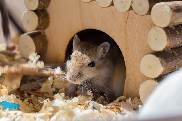 Un pequeño roedor doméstico se asoma de su casa de madera en una jaula de aserrín