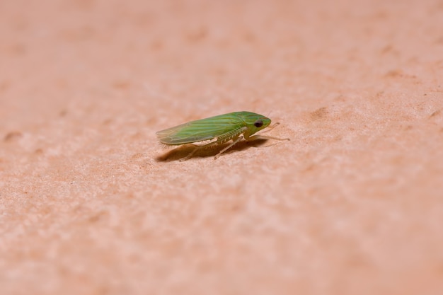 Pequeño saltahojas típico de la tribu Hecalini