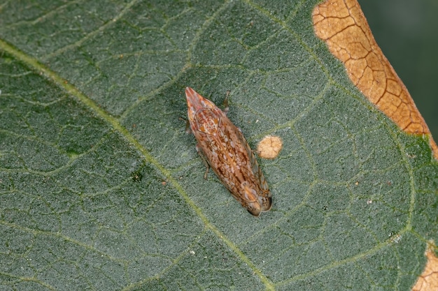 Pequeño saltahojas típico de la tribu Scaphytopiini