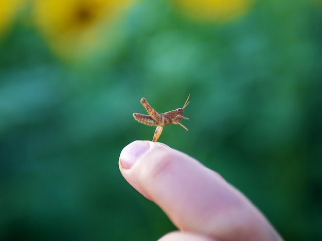 Un pequeño saltamontes está sujeto en los dedos de la mano.