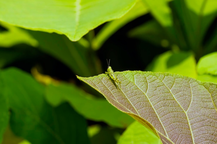 Foto un pequeño saltamontes en una hoja de teca joven tectona grandis