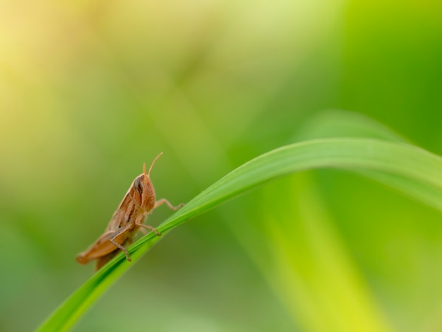 Pequeño saltamontes en hojas verdes