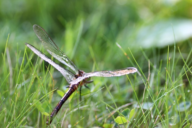 Pequeño saltamontes en pasto