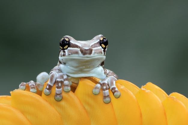 Pequeno sapo leiteiro amazônico em flor amarela