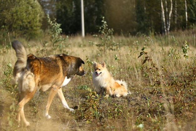 pequeño spitz pomerania y gran perro mestizo caminando en un campo en día de verano