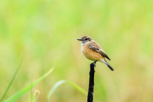 Pequeño stonechat siberiano femenino lindo o stonechat asiático que se encarama en la ramificación de árbol