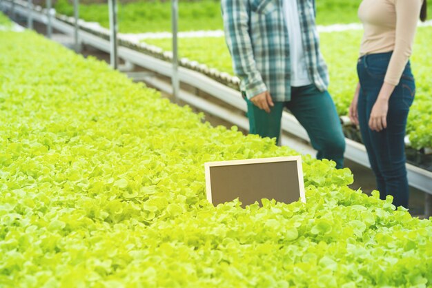 Pequeño tablero negro vacío sobre vegetales verdes en granja orgánica hipogénica con parte del hombre asiático y la mujer de pie junto a la granja de lechuga verde en segundo plano.