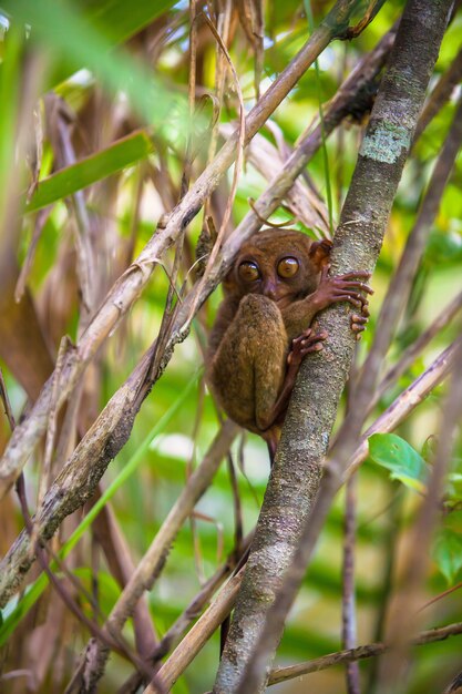 Pequeño tarsier divertido en el árbol en un entorno natural en la isla de Bohol, Filipinas