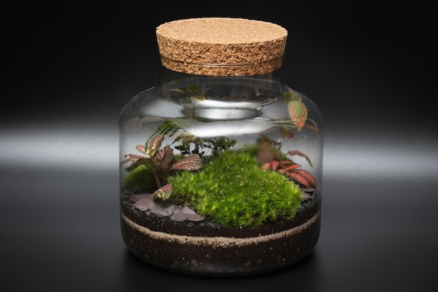 Un pequeño terrario en un tarro de cristal con tapa de corcho.