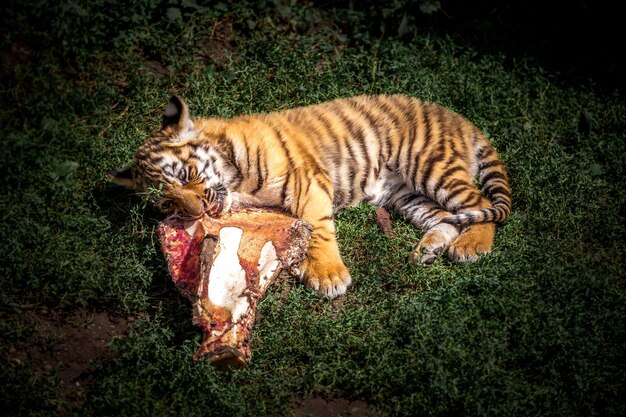 Foto el pequeño tigre está comiendo carne.