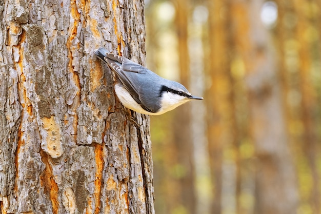 Pequeño trepatroncos pájaro se sienta en el árbol de coníferas en el bosque