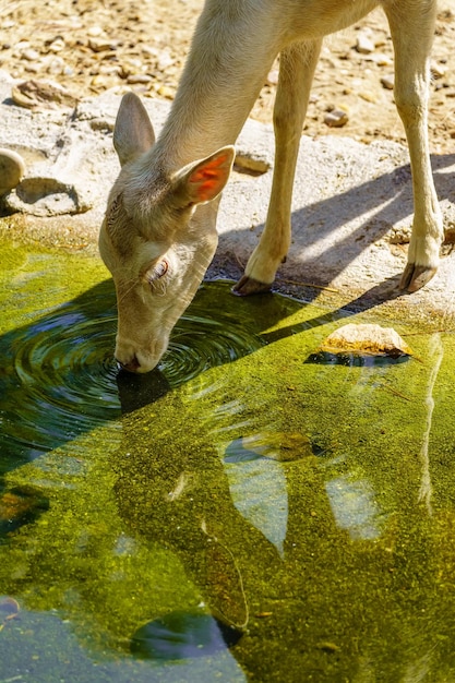 Pequeno veado branco bebendo água de um fluxo de água limpa