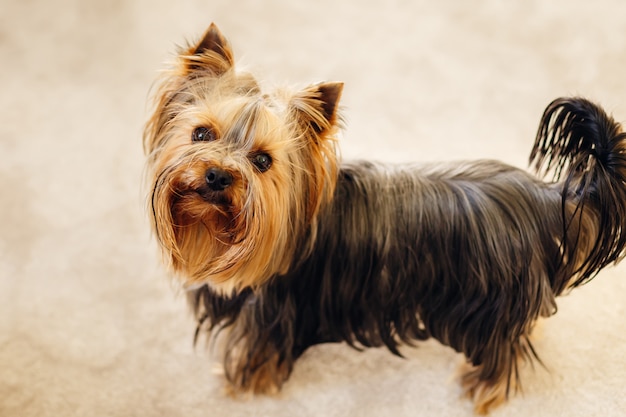 Foto pequeño yorkshire terrier posando