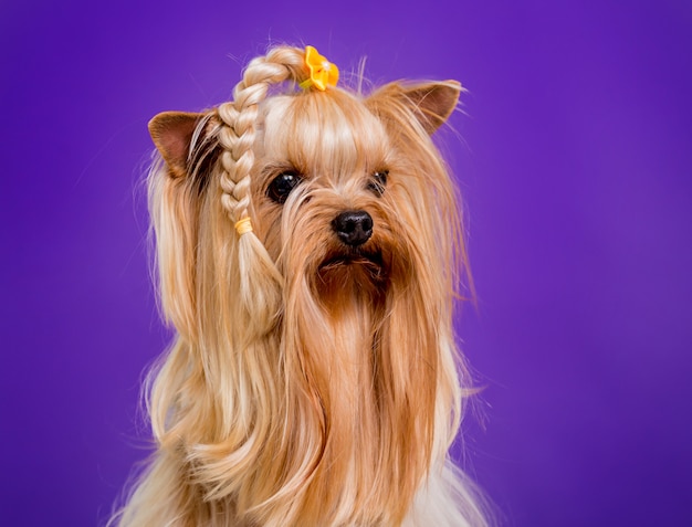 Foto pequeño yorkshire terrier sobre fondo morado