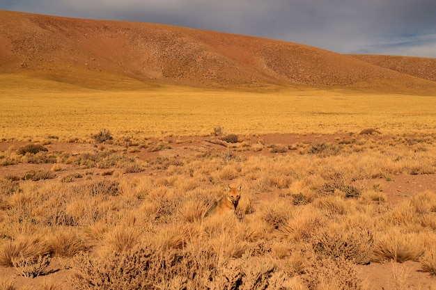 Un pequeño zorro andino que se relaja en el campo de arbustos del desierto, desierto de Atacama en el norte de Chile