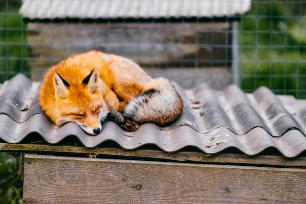 Pequeño zorro encantador joven del perrito que duerme en el tejado de la perrera en el parque zoológico europeo en la naturaleza borrosa al aire libre. T