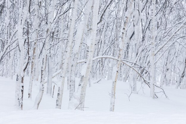 Pequeños abedules jóvenes con troncos curvos en un bosque de invierno cubierto de nieve