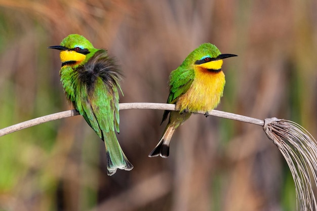 Pequeños abejarucos Delta del Okavango Botswana