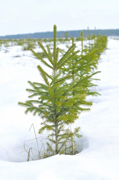 Pequeños abetos en la nieve.