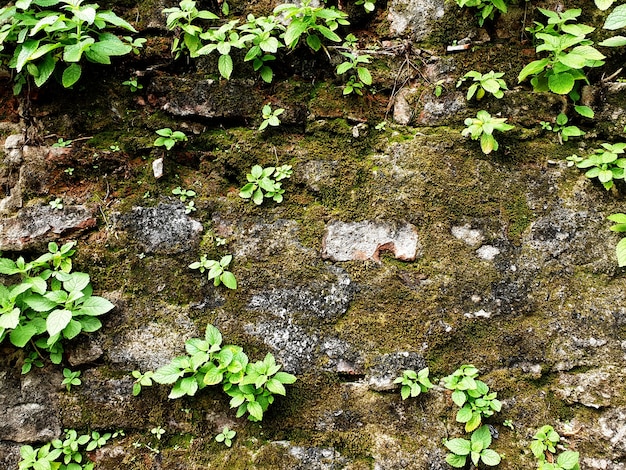 Pequeños árboles crecen en el antiguo muro de hormigón