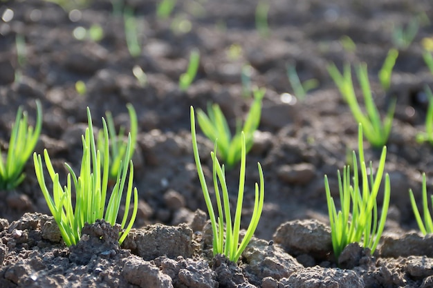 Pequeños árboles de diferentes tamaños crecen en el suelo, incluidos los fondos ambientales verdes