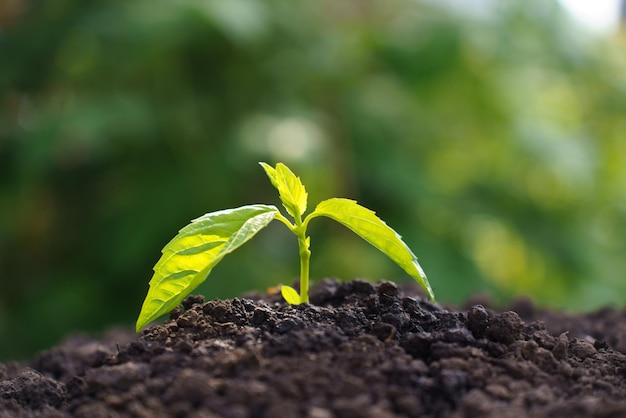 Pequeños árboles con hojas verdes crecimiento natural y luz solar Concepto de agricultura y crecimiento sostenible de las plantas