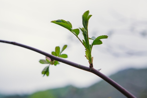 Pequeños árboles de hojas verdes sobre fondo de naturaleza