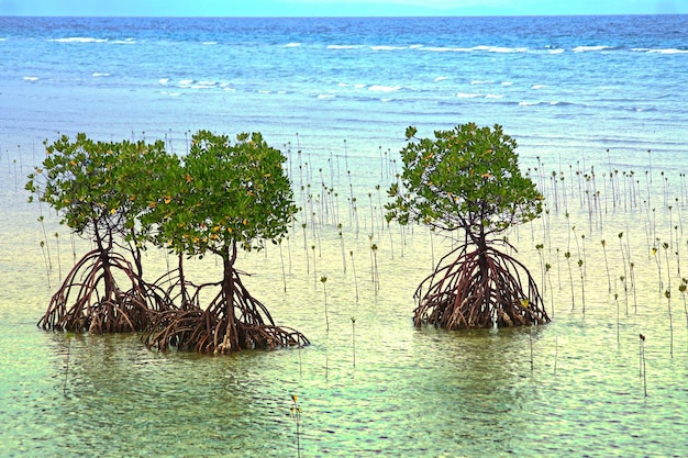 Pequeños árboles de mangle en la orilla de un mar en Filipinas