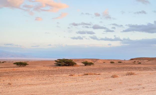 Pequenos arbustos crescendo no deserto como paisagem, nuvens do pôr do sol à distância - cenário típico na parte sul de Israel, perto da fronteira com a Jordânia