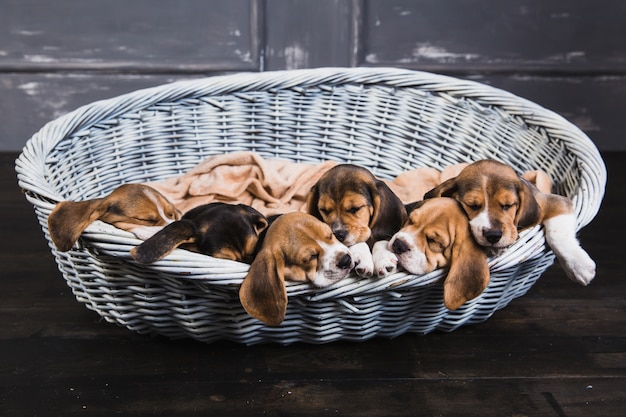Pequenos beagles na cesta grande