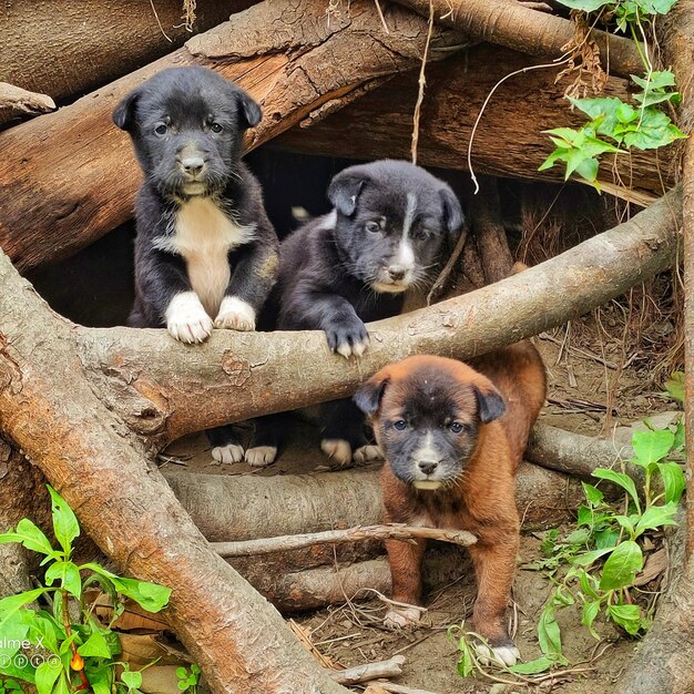 Foto pequenos bebês bonitos.