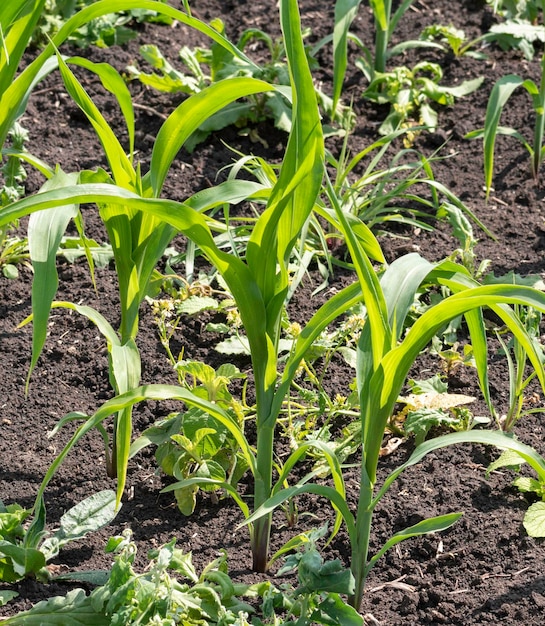 Pequeños brotes de maíz en el campo