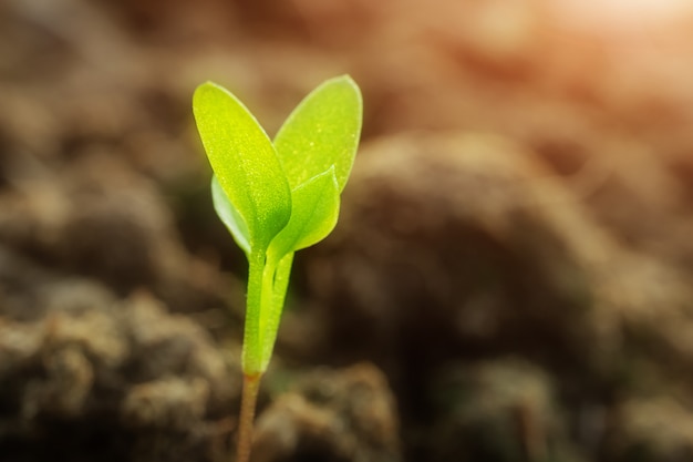 Pequeños brotes en el primer de tierra, foto macra. El concepto de jardinería, cultivo de hortalizas.