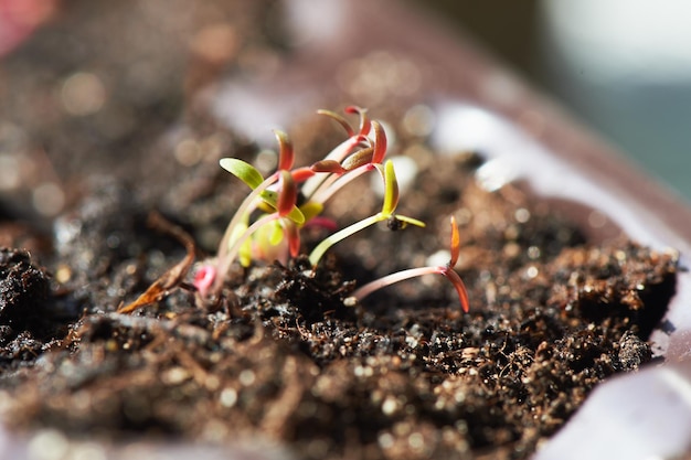 Los pequeños brotes recién germinados de la semilla Las plántulas para el verano