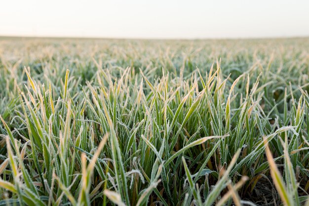 Pequeños brotes de trigo después de las heladas al amanecer, una pequeña profundidad de campo