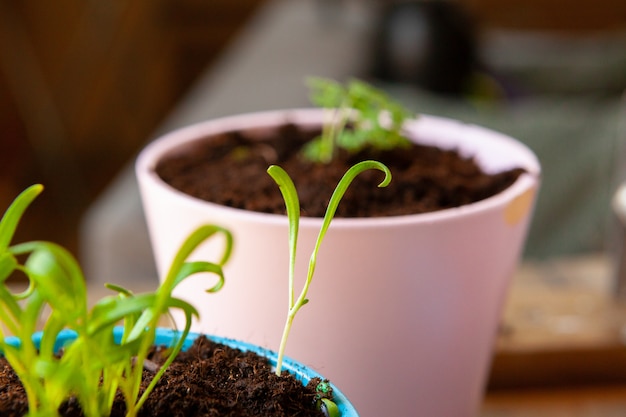 Pequeños brotes verdes en maceta de cerca