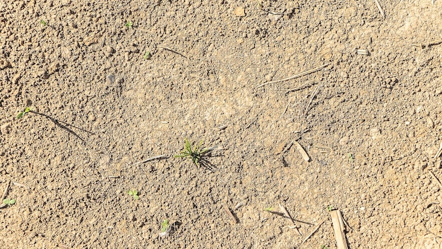 Pequenos brotos verdes crescem em solo de campo seco, vista superior foto premium