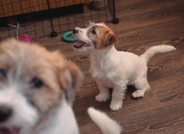 pequeños cachorros encantadores de un Jack Russell Terrier de pelo áspero. Raza de perro de caza inglesa. perrera de