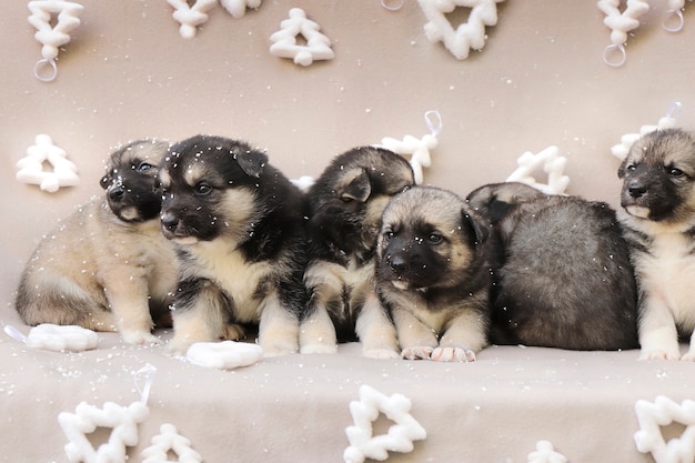 Pequeños cachorros sobre un fondo de año nuevo