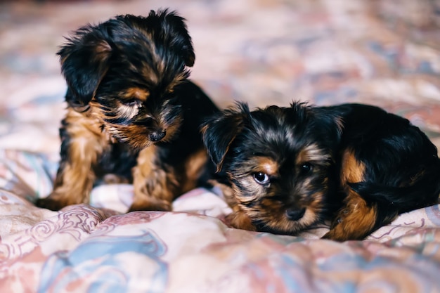 Pequeños cachorros de yorkshire terrier en la cama