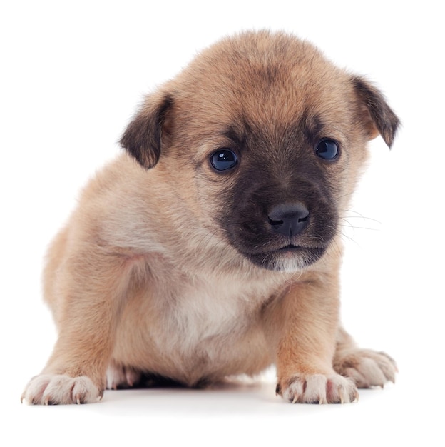 Uno pequeños cachorros