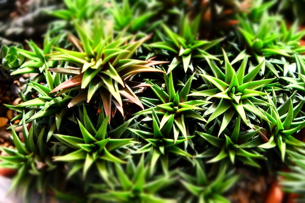 pequenos cactos tropicais crescem em vasos de cultivo de conceito de suculentas