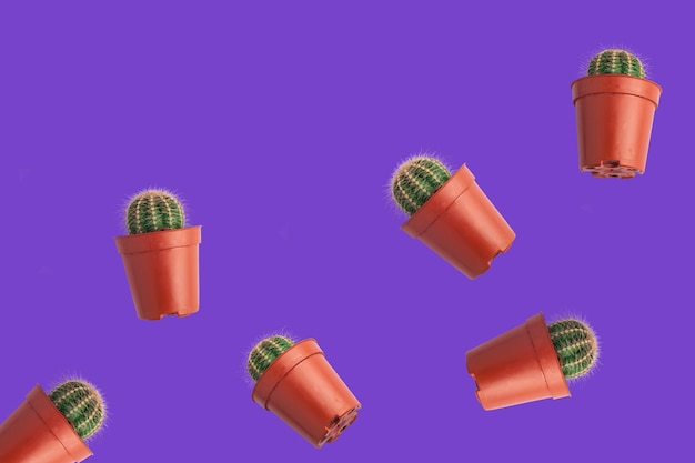 Pequeños cactus en macetas sobre un fondo lila