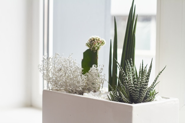 Pequeños cactus multicolores y suculentas en una gran maceta blanca en el alféizar de la ventana, enfoque suave, lugar para el texto.