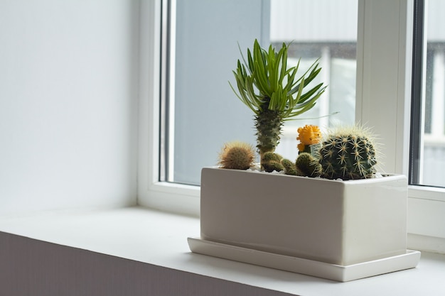 Pequeños cactus multicolores y suculentas en una gran maceta blanca en el alféizar de la ventana, enfoque suave, lugar para el texto.