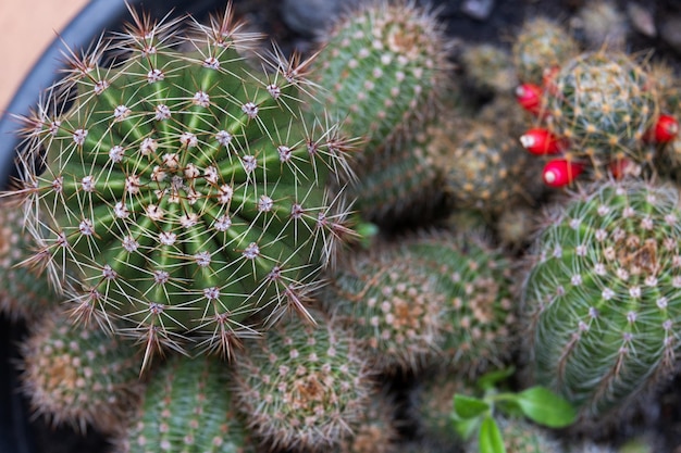 Pequeños cactus con semillas en maceta